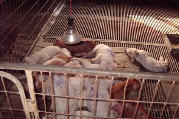 溫氏集團養豬
