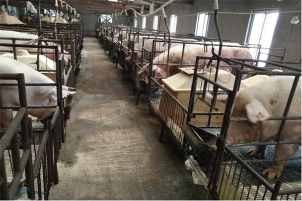 正大飼料養豬加盟