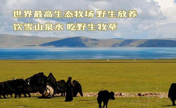 牛飄香牦牛火鍋