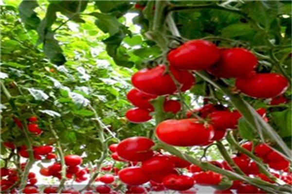 中農共信有機瓜菜工廠加盟