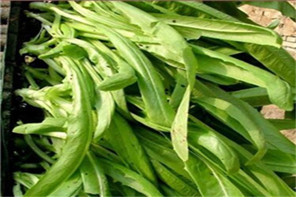 中農共信有機瓜菜工廠加盟