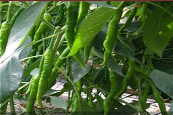 中農共信有機瓜菜工廠加盟