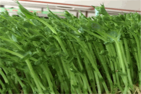 永興芽苗菜加盟