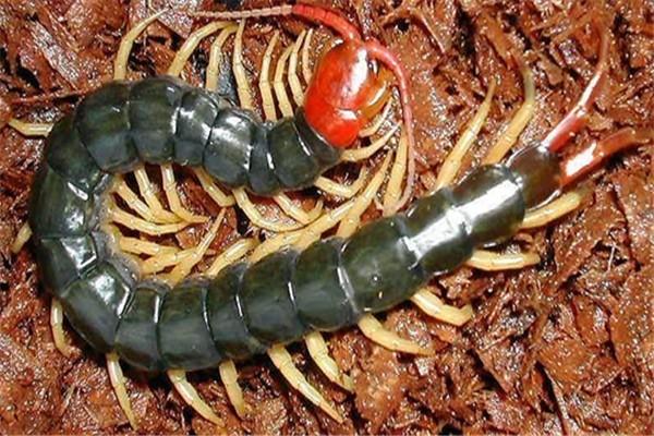 蜈蚣養殖加盟