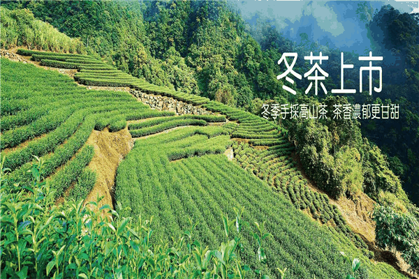 金品茗茶加盟