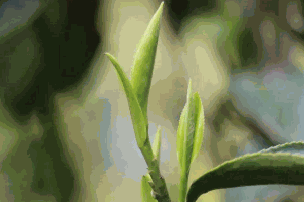 御春園茶葉加盟