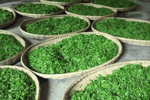 霧上春茶業(yè)加盟