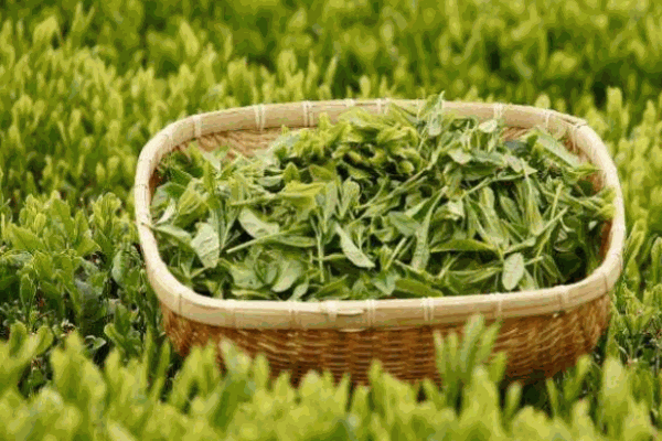 霧上春茶業(yè)加盟