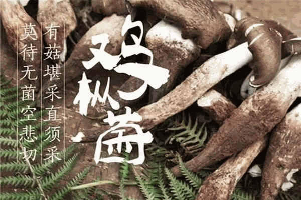 百菌堂中醫(yī)養(yǎng)生加盟