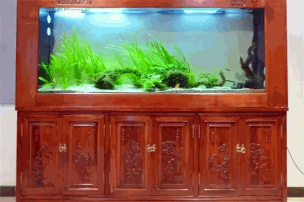 精創水秀生態魚缸加盟