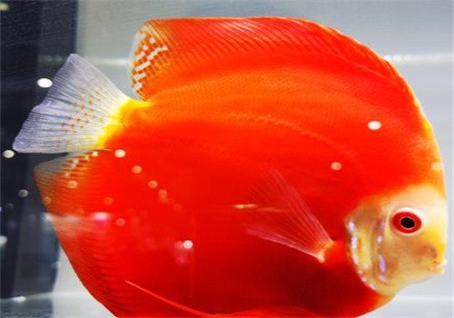 觀賞魚養殖加盟