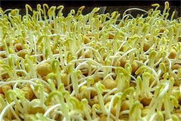 新農村豆芽加盟