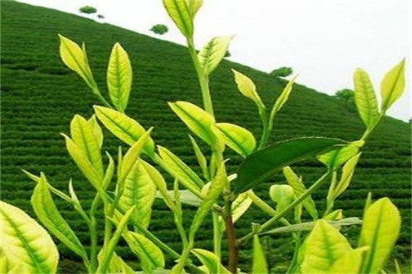香水茶苗加盟