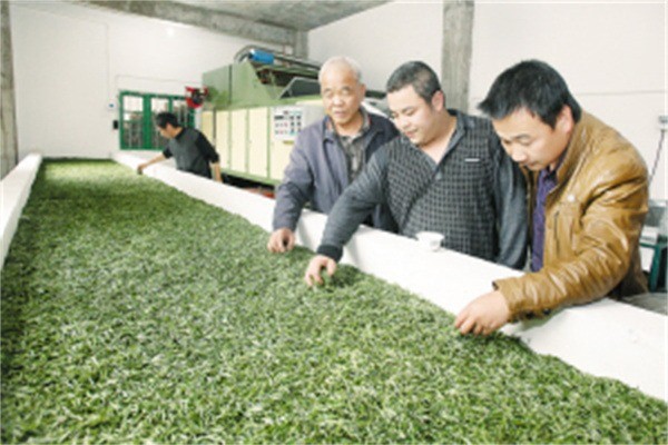 晨暉茶業加盟