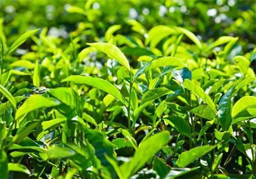 華茗園茶葉加盟