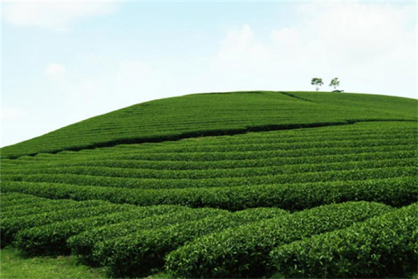 虹星茶廠加盟