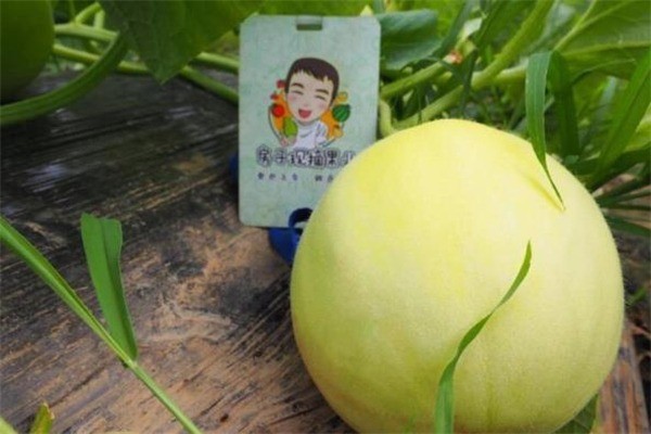 房子優果水果加盟