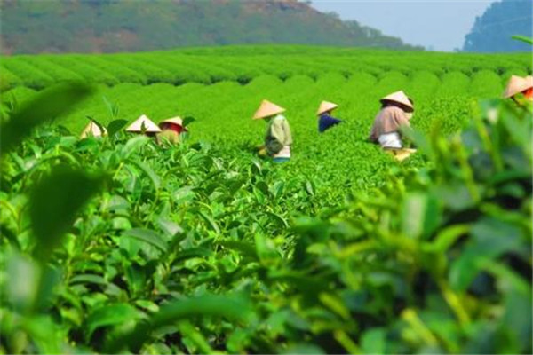 清云茶業加盟