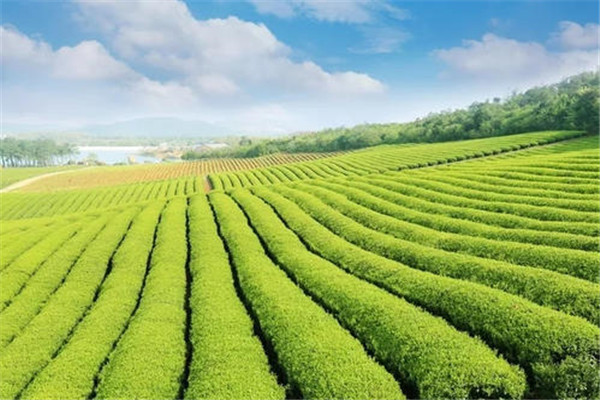清云茶業加盟