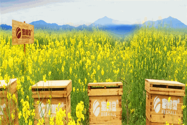 蜜蜂堂加盟