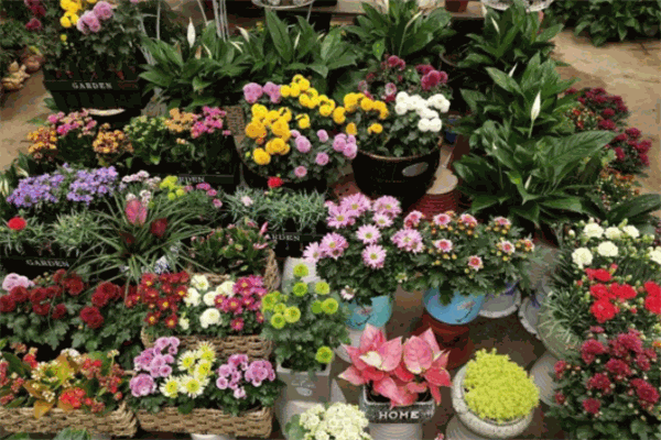 我家花房加盟
