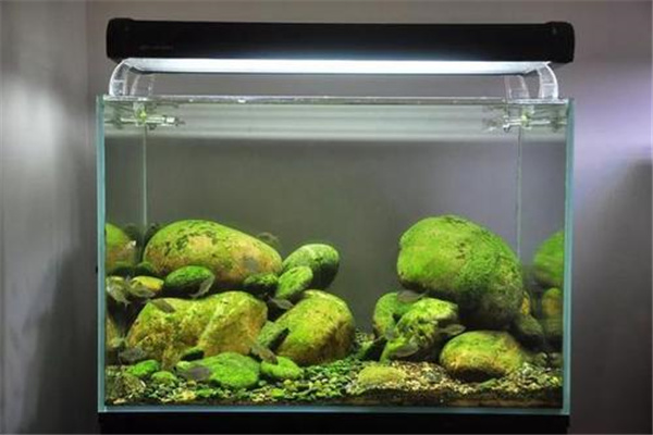 大自然生態水族加盟