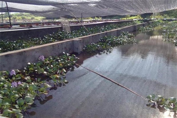 水蛭養殖加盟