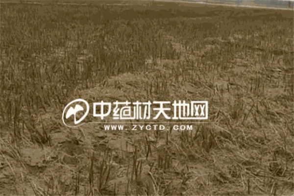 中藥材天地網加盟