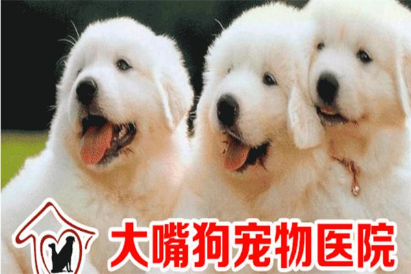 大嘴狗寵物技術培訓學校