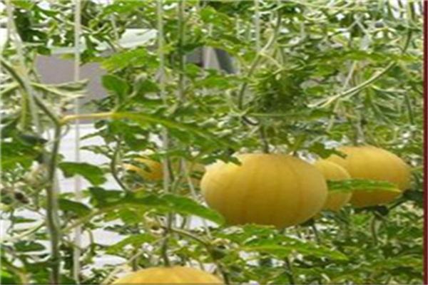 中農共信有機瓜菜工廠