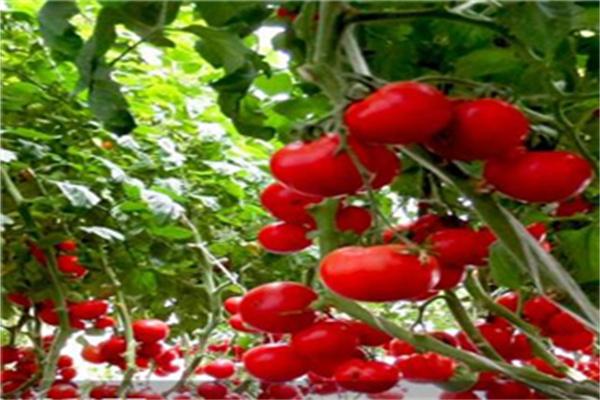 中農共信有機瓜菜工廠