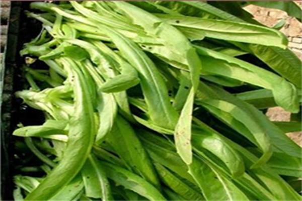 中農共信有機瓜菜工廠