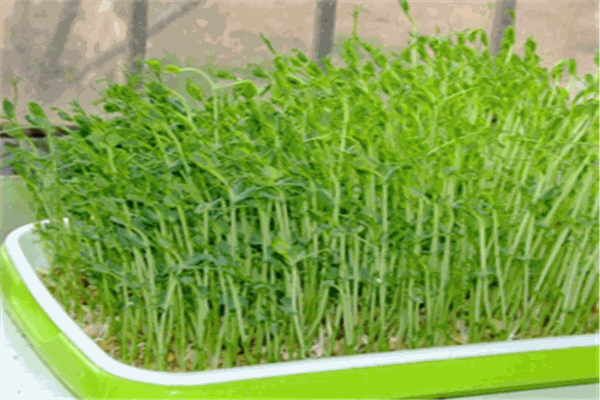 永興芽苗菜加盟
