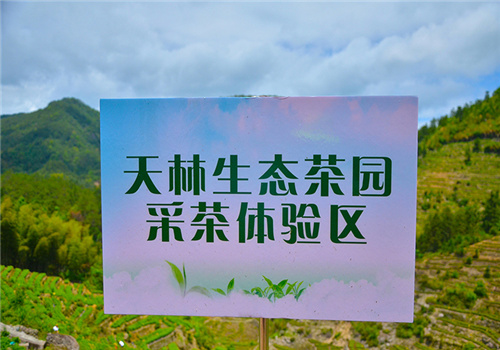 天林茶加盟