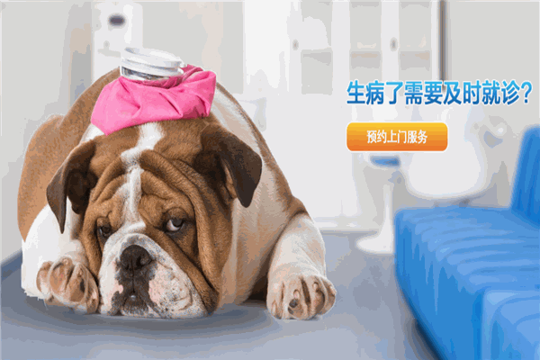 申普寵物醫院加盟