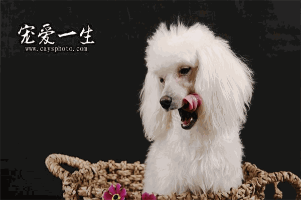 寵愛一生寵物加盟