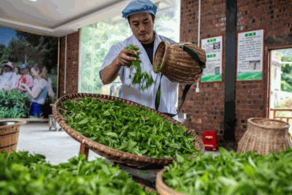 巖盛茶業加盟