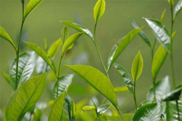 茗山茶葉加盟