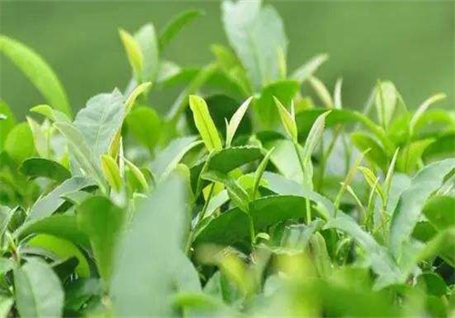 源福春茶葉加盟