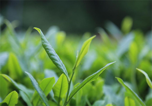 源福春茶葉加盟