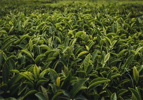 源福春茶葉加盟