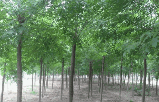 百利鑫草業牧草種植加盟