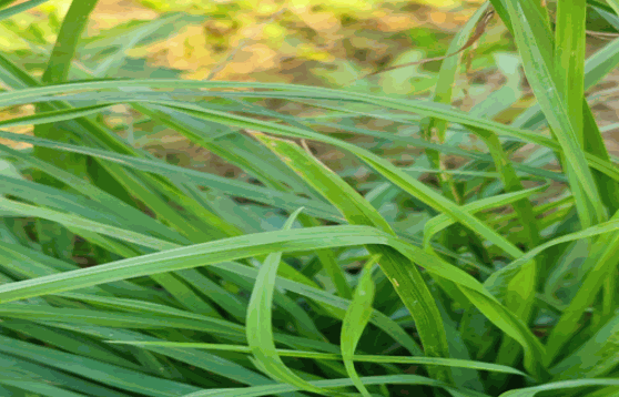 百利鑫草業牧草種植加盟
