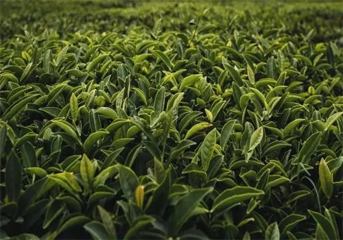 喜隆堂茶葉加盟