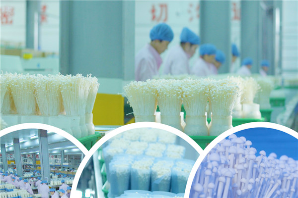 雪榕金針菇加盟