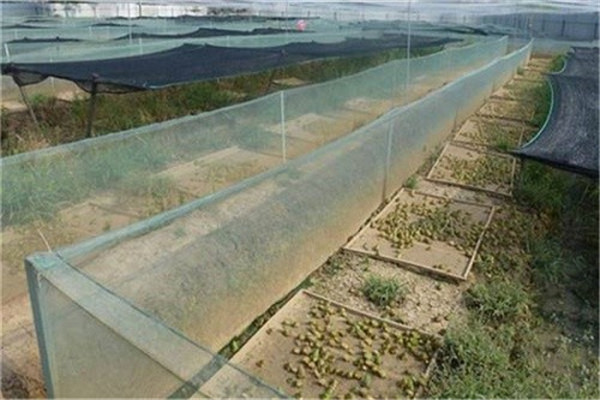 華寶8號土元養殖加盟