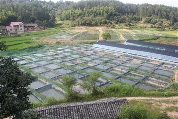 華寶8號土元養殖加盟