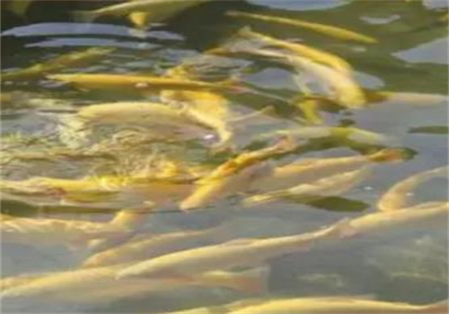觀賞魚養殖