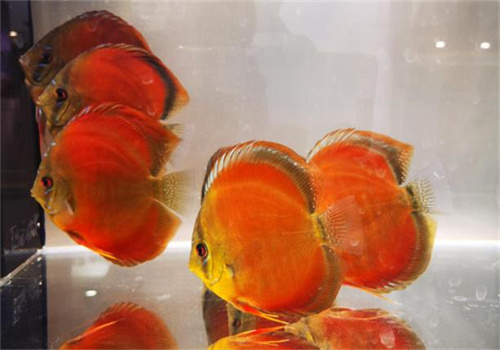 觀賞魚養殖