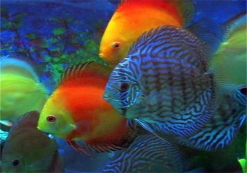 觀賞魚養殖